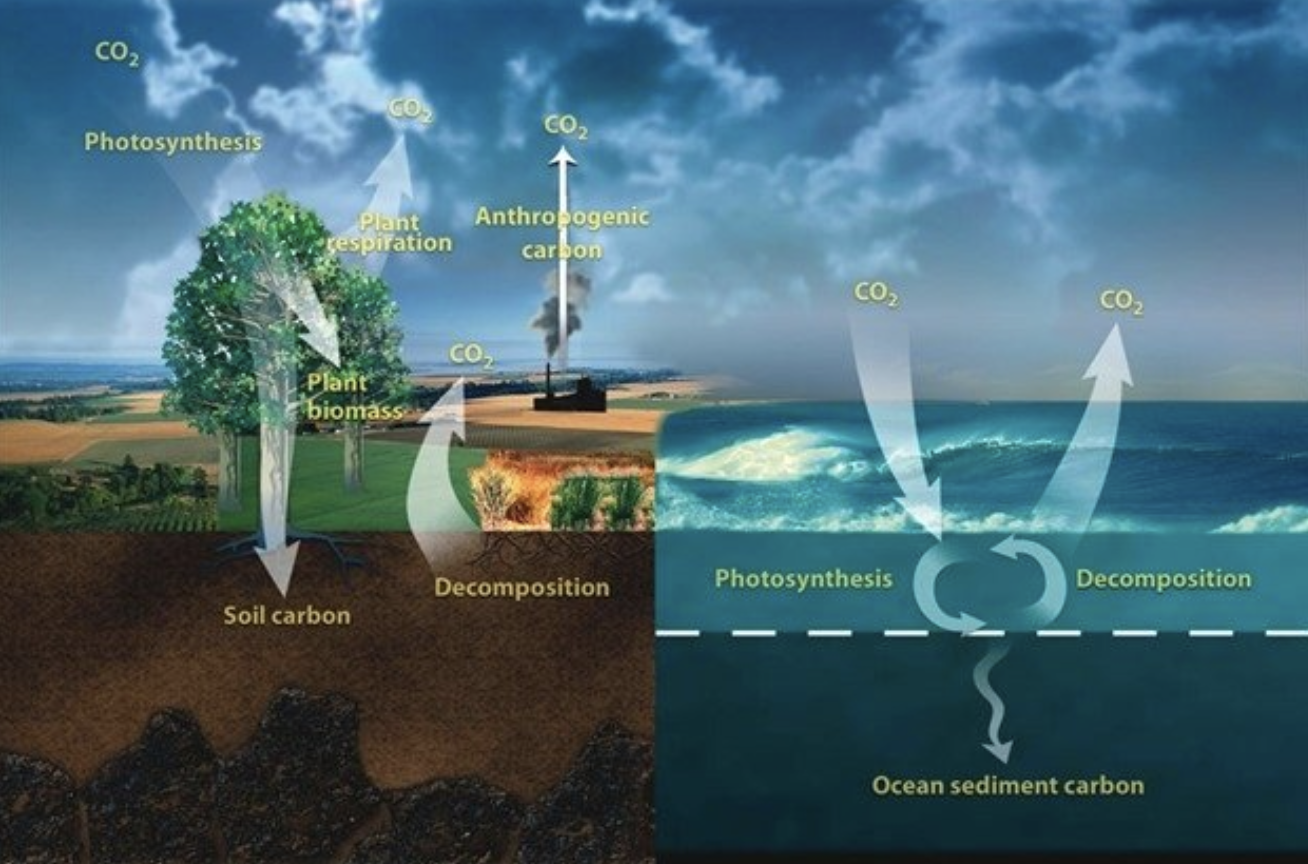 Monthly Average Carbon Dioxide Concentration